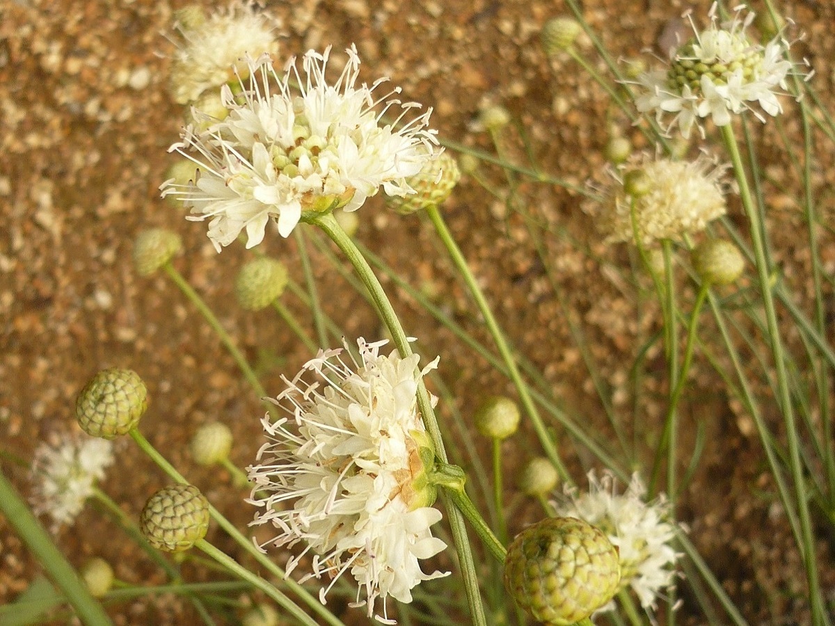 Cephalaria leucantha (Caprifoliaceae)